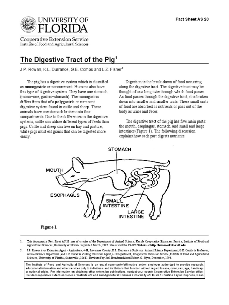 12 Swine Digestive System Images Stock Photos Amp Vectors Shutterstock 12 Swine Digestive System Images Stock Photos Amp Vectors Shutterstock