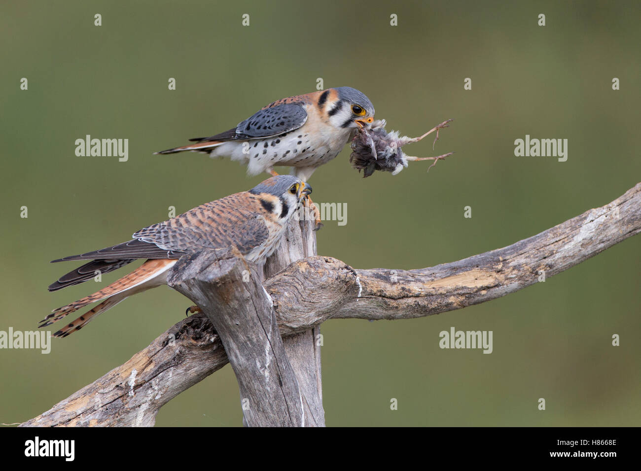 American Kestrel Falco Sparverius Boreal Songbird Initiative American Kestrel Falco Sparverius Boreal Songbird Initiative