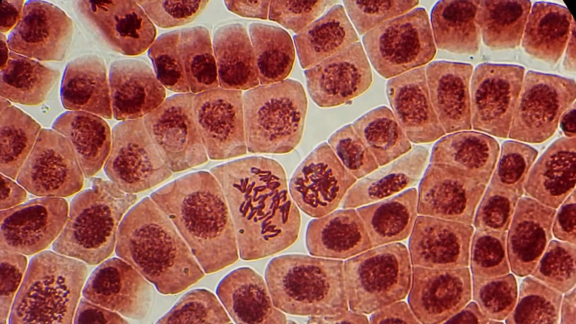 Bacterial Cells Under Microscope 400X