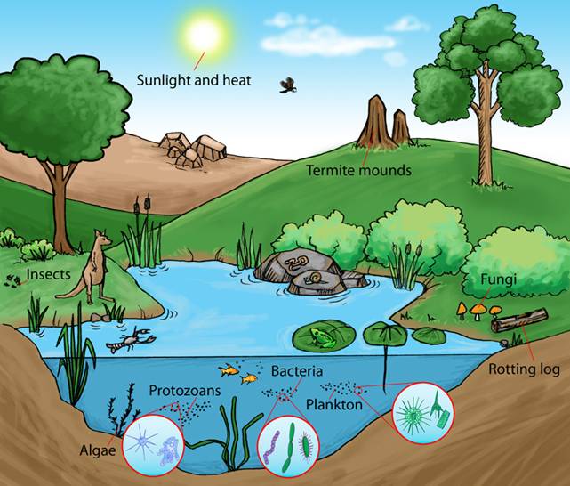 Biotic And Abiotic Factors In Ecology Abiotic Biotic Ecosystems