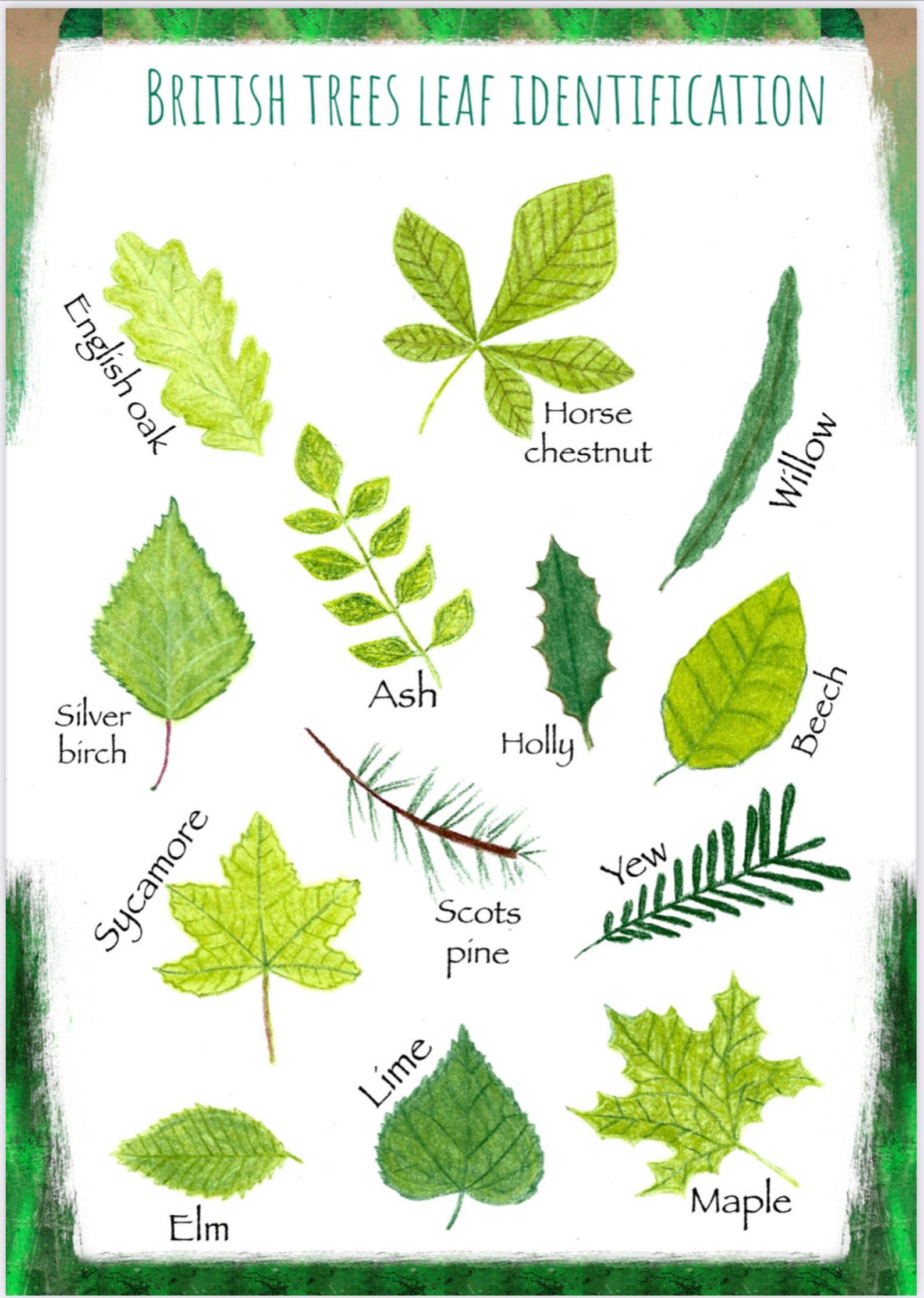 Claudia De Yong On Twitter In 2021 Tree Leaf Identification Leaf Claudia De Yong On Twitter In 2021 Tree Leaf Identification Leaf
