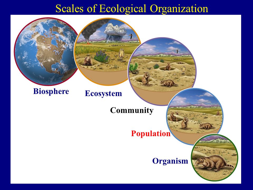 Components Of Ecosystem As Organism Population And Co Vrogue Co Components Of Ecosystem As Organism Population And Co Vrogue Co