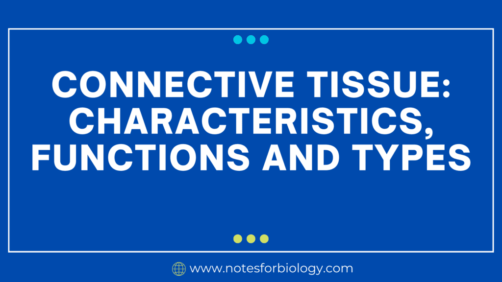 Connective Tissue Characteristics Rajus Biology Connective Tissue Characteristics Rajus Biology