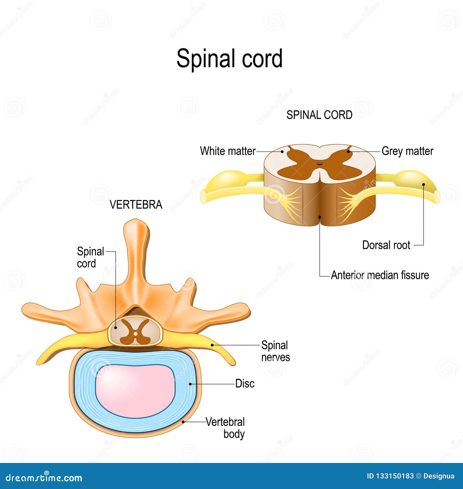 Cross Section Spinal Cord Nerves Cross Section Spinal Cord Nerves