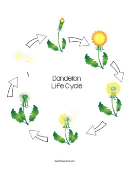 Dandelion Life Cycle By Karyn Teach Beside Me Tpt Dandelion Life Cycle By Karyn Teach Beside Me Tpt