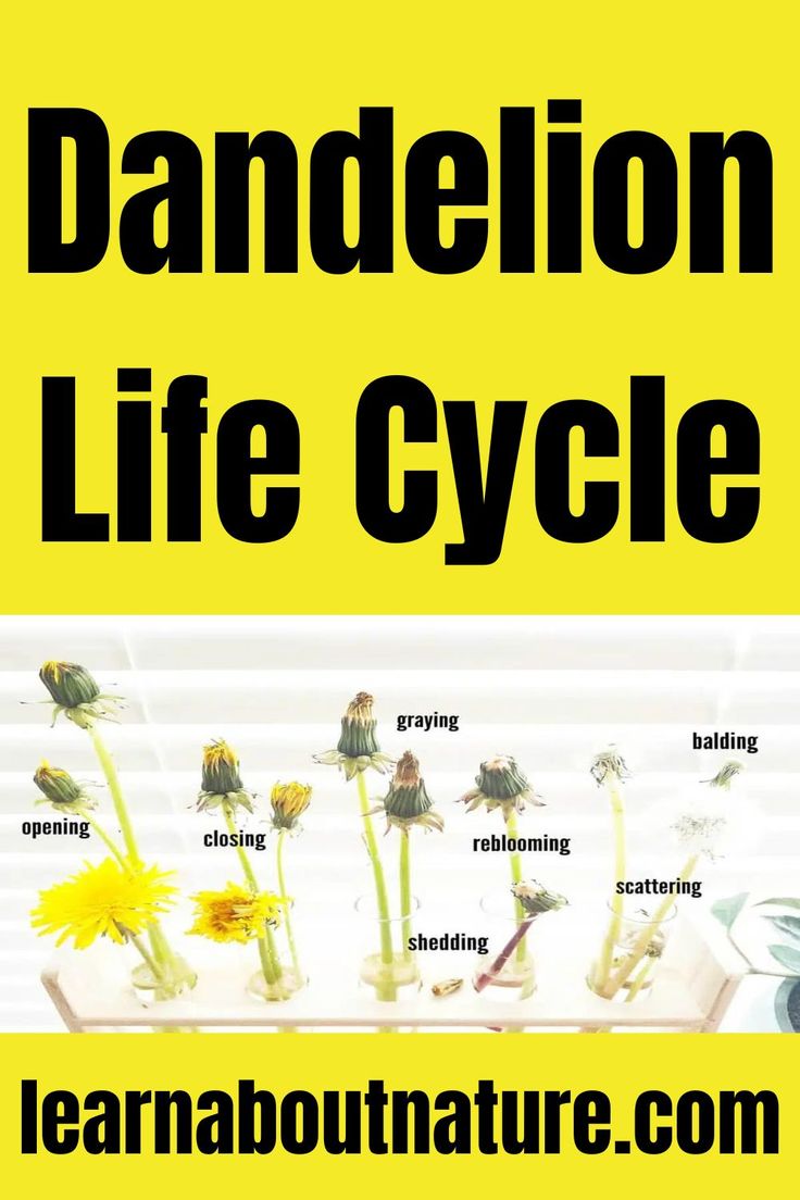 Dandelion Life Cycle Stages Interesting Facts You Didn T Know Dandelion Life Cycle Stages Interesting Facts You Didn T Know