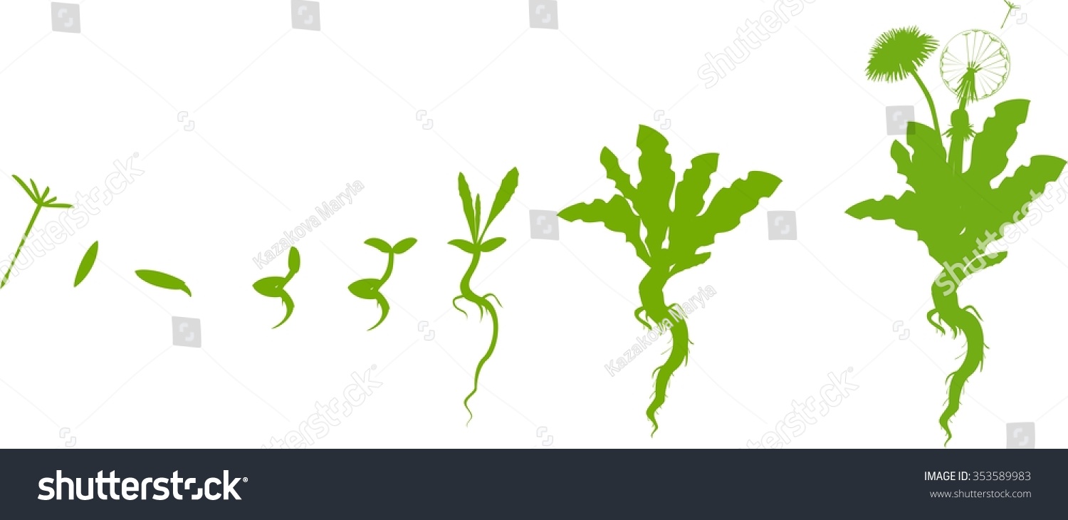 Dandelion Life Cycle Dandelion Life Cycle
