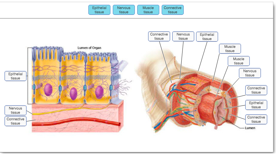 Diagram Diagram Of Connective Tissue Mydiagram Online Diagram Diagram Of Connective Tissue Mydiagram Online