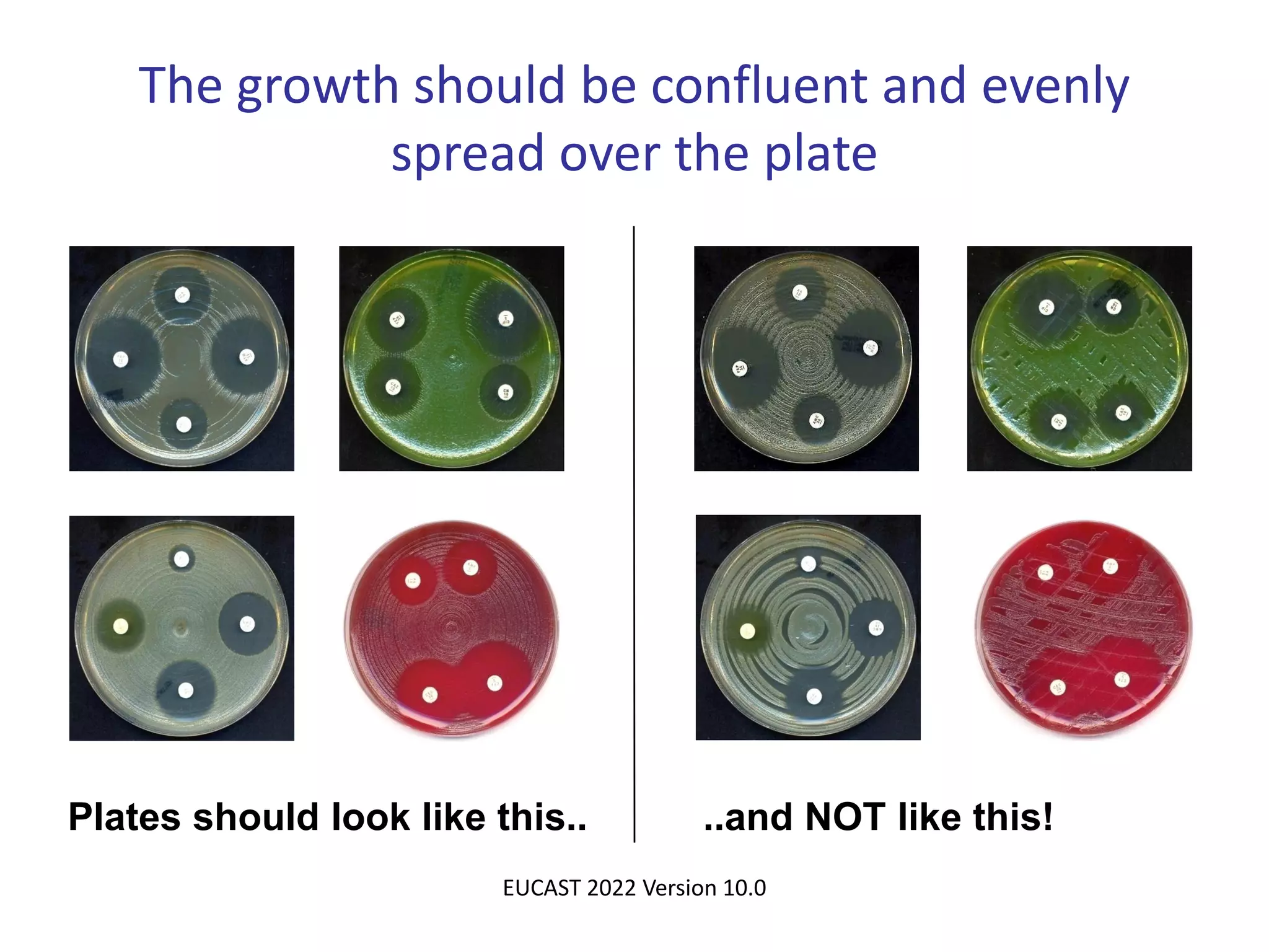 Mastering the Disk Diffusion Method: A Quick Guide