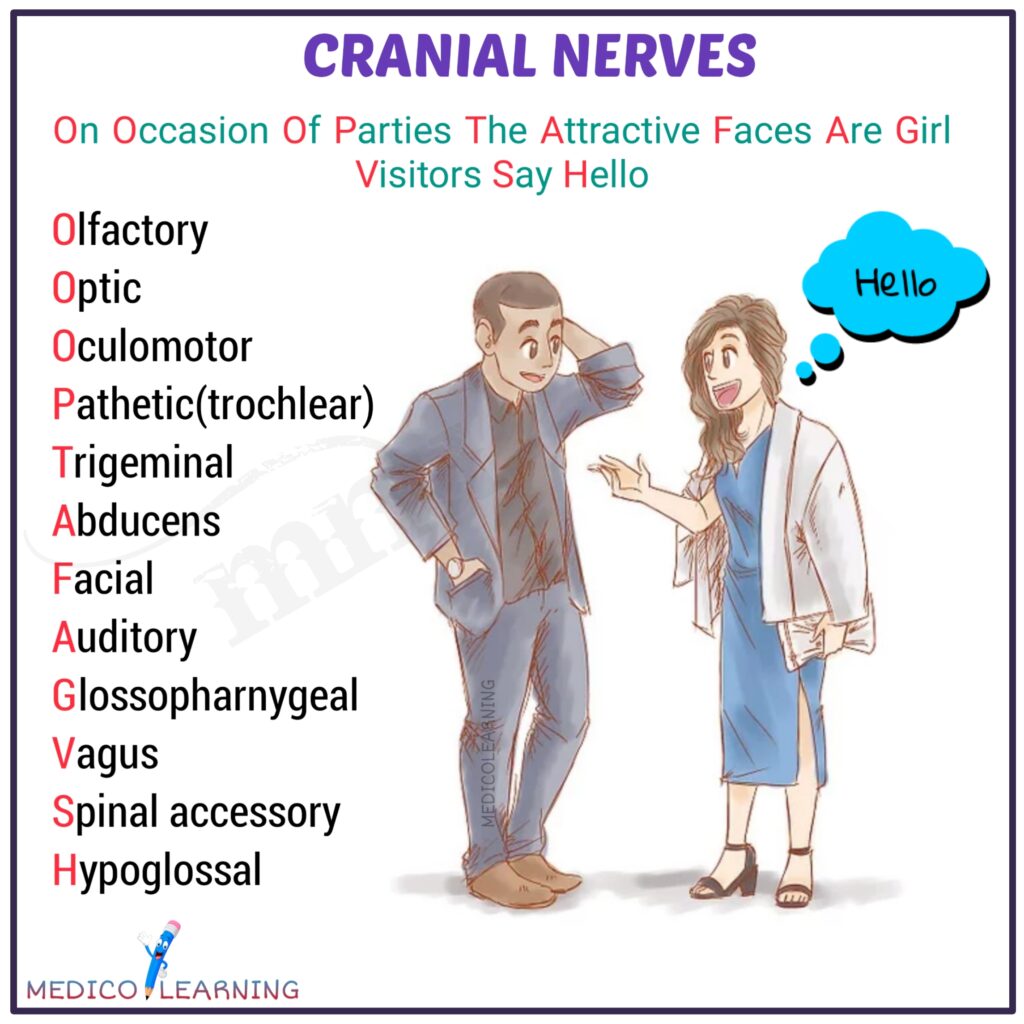 Easy Trick To Learn Cranial Nerves Mnemonics For Sensory Motor Neet