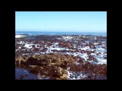 Effects Of Abiotic Factors On The Rocky Shore Do S Class Youtube Effects Of Abiotic Factors On The Rocky Shore Do S Class Youtube