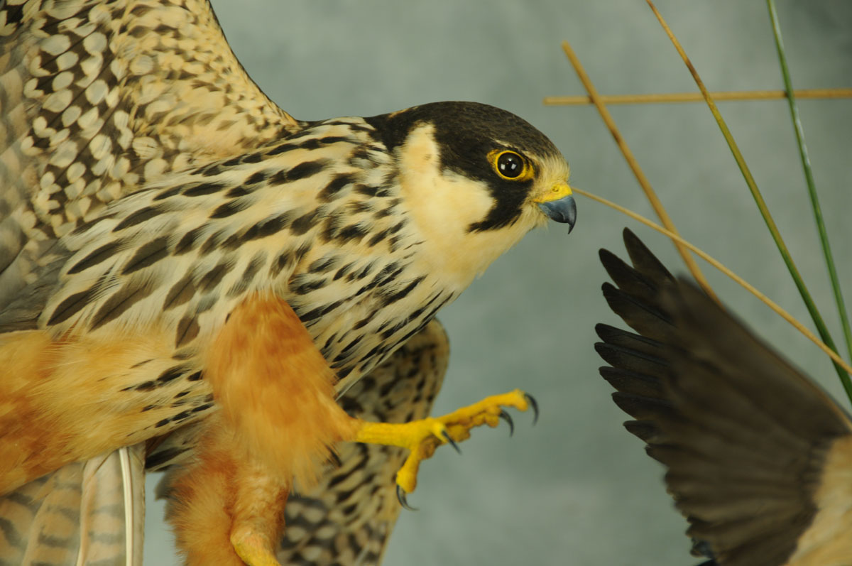 Buy Falcons: Rare Birds for Sale Now