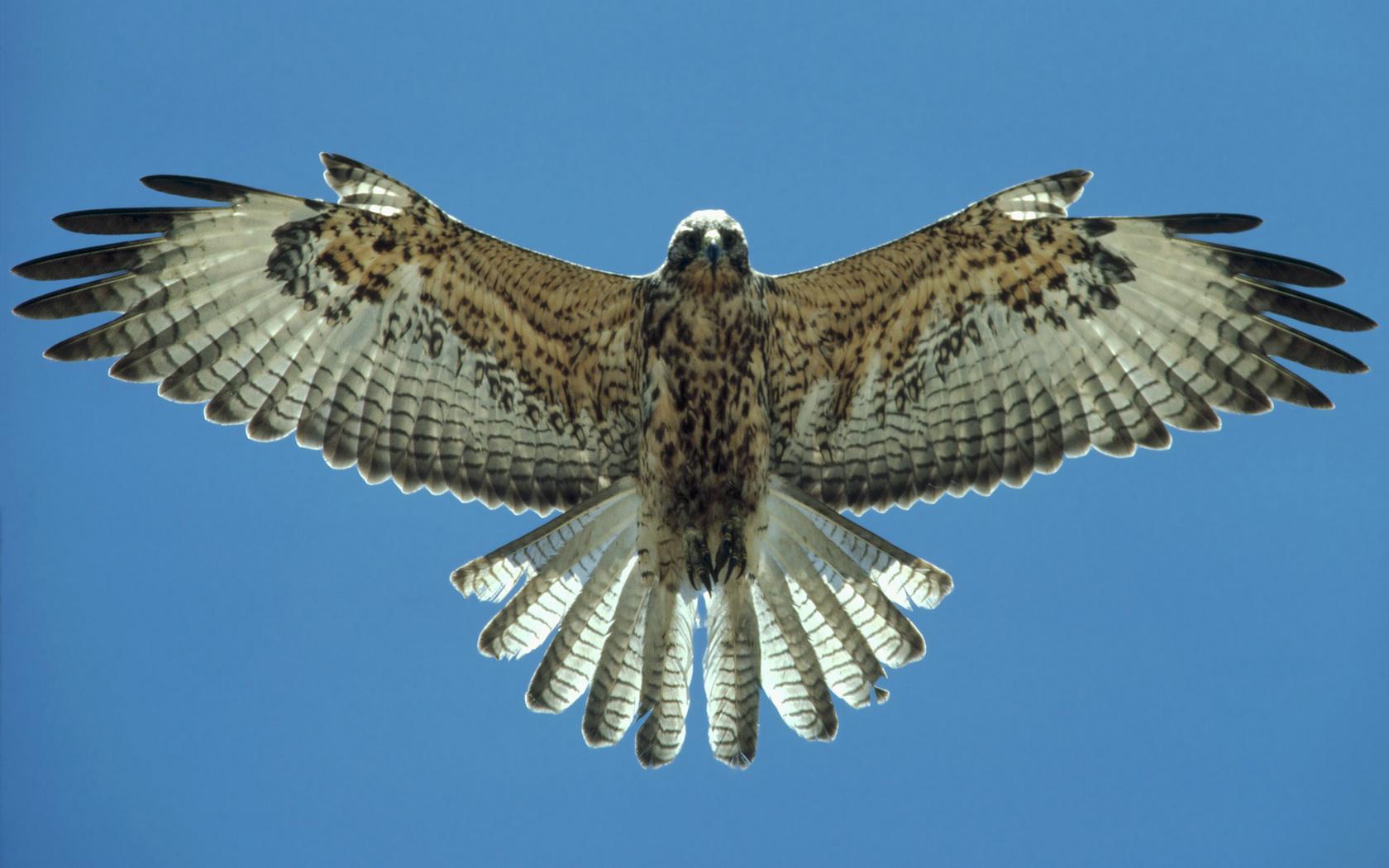 Falcon Falcon
