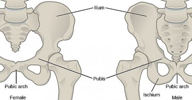 Female Vs Male Skeleton Female Vs Male Skeleton