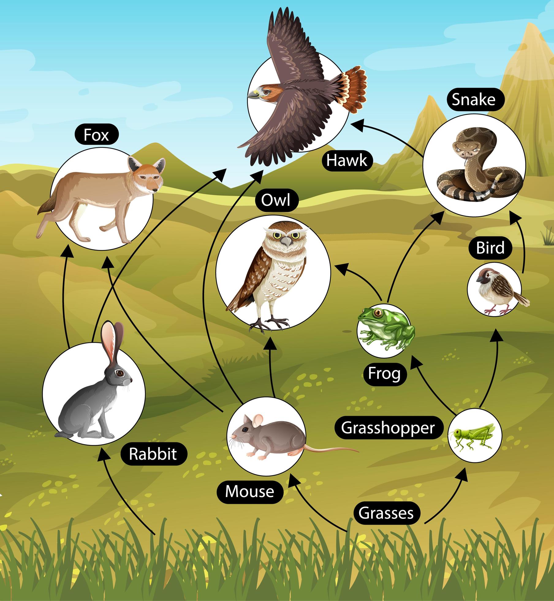 Food Web Cycle Food Web Cycle