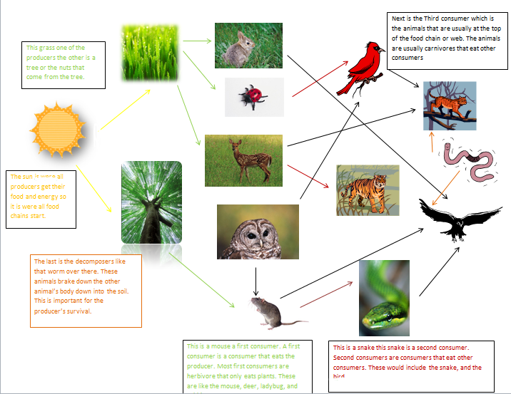 Food Webs Forest Food Webs Forest