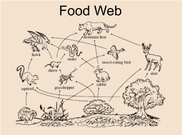 Forest Food Web Examples Forest Food Web Examples