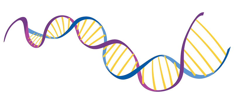 Genotype Definition Meaning Types Examples