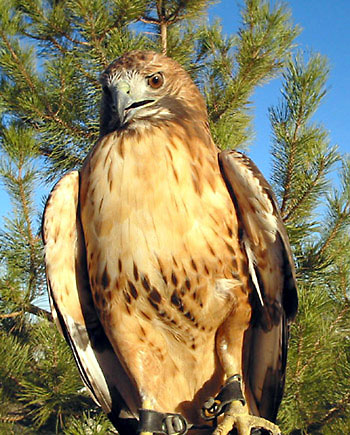 Hawk Hawk