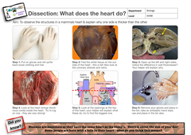 Heart Dissection Guidance Sheet Teaching Resources Heart Dissection Guidance Sheet Teaching Resources