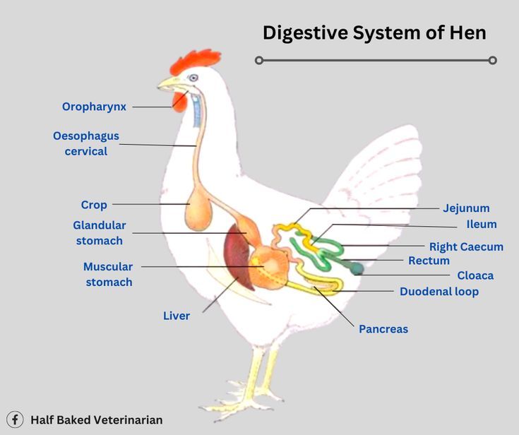 Understanding the Hen Digestive System: A Simple Guide
