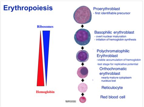 Histology Week 3 Blood Cells Flashcards Quizlet Histology Week 3 Blood Cells Flashcards Quizlet