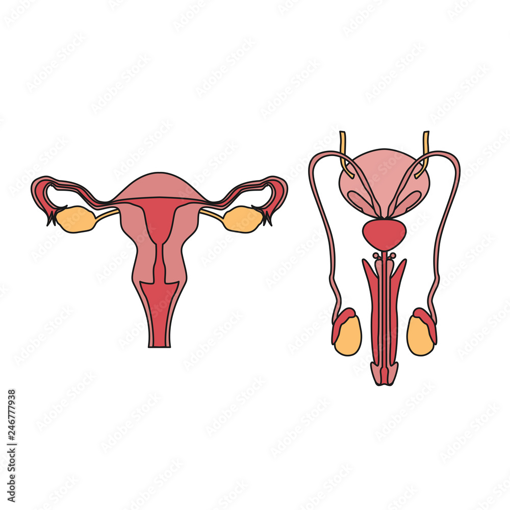 How To Draw Male Reproductive System Reproductive System Guy Drawing How To Draw Male Reproductive System Reproductive System Guy Drawing