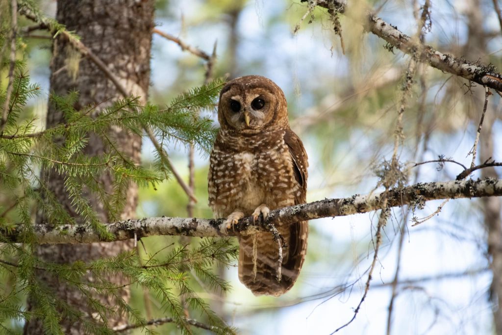 Why Indicator Species Are Crucial for Ecosystems Health Why Indicator Species Are Crucial for Ecosystems Health