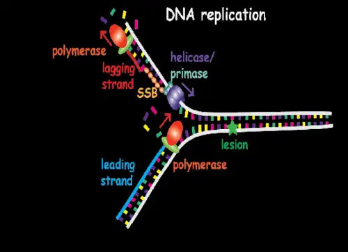10 Fascinating DNA Facts You Need to Know
