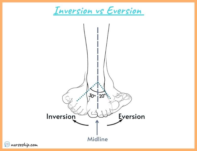 Inversion And Eversion Inversion And Eversion
