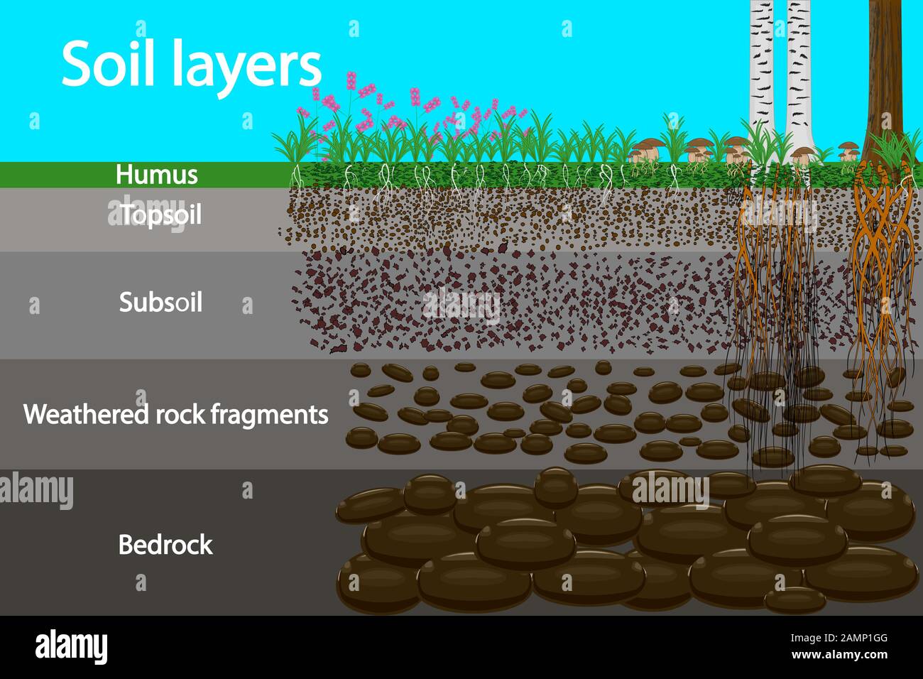 Unveiling the Secrets of Soil Layers: A Quick Guide