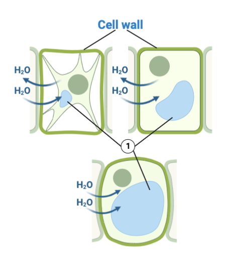 Lysosomes in Plant Cells: Functions and Importance Explained  
How Lysosomes Work in Plant Cells: A Quick Guide  
Plant Cell Lysosomes: Key Roles and Benefits Revealed  
Understanding Lysosomes in Plant Cells: Essential Insights  
The Role of Lysosomes in Plant Cell Health and Function