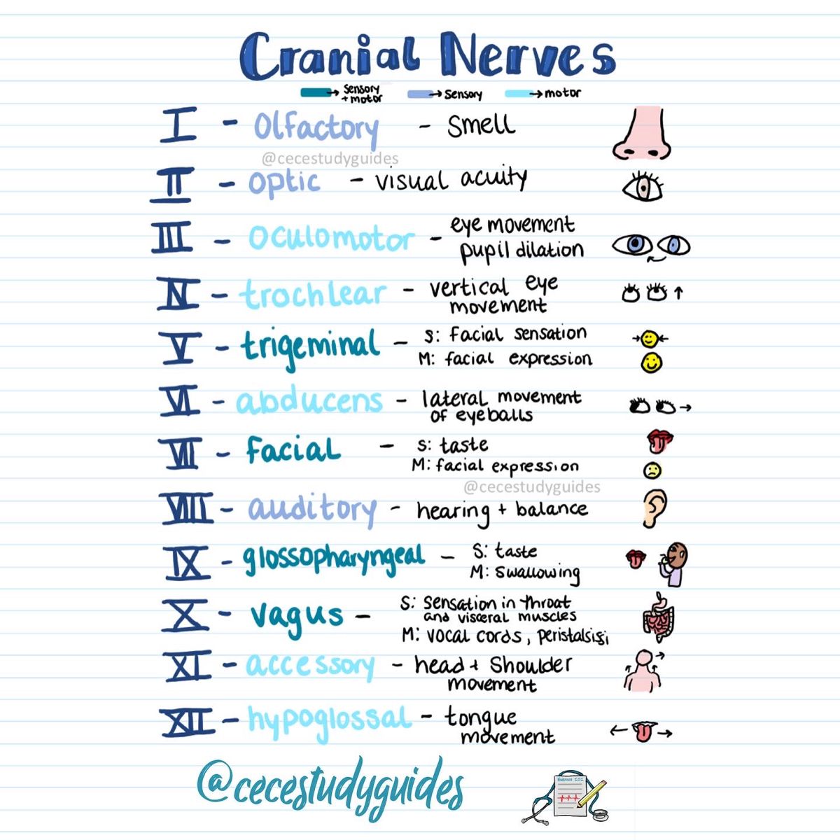 Cranial Nerves Mnemonics: Master the 12 Nerves Easily