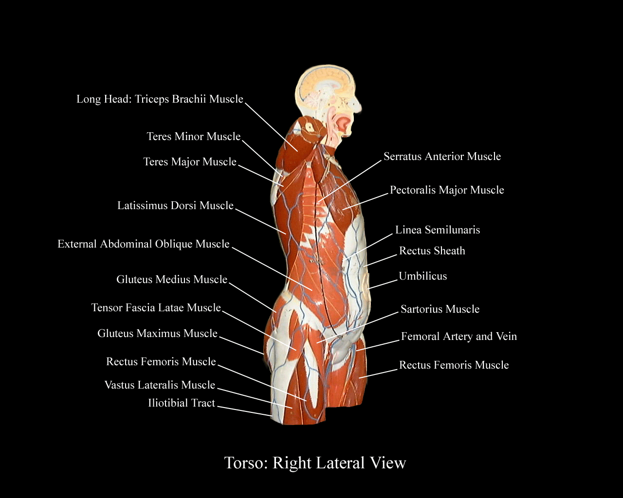 Muscles Head And Torso Lab Ppt Video Online Download Muscles Head And Torso Lab Ppt Video Online Download
