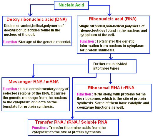 Nucleic Acids Macromolecule Mania