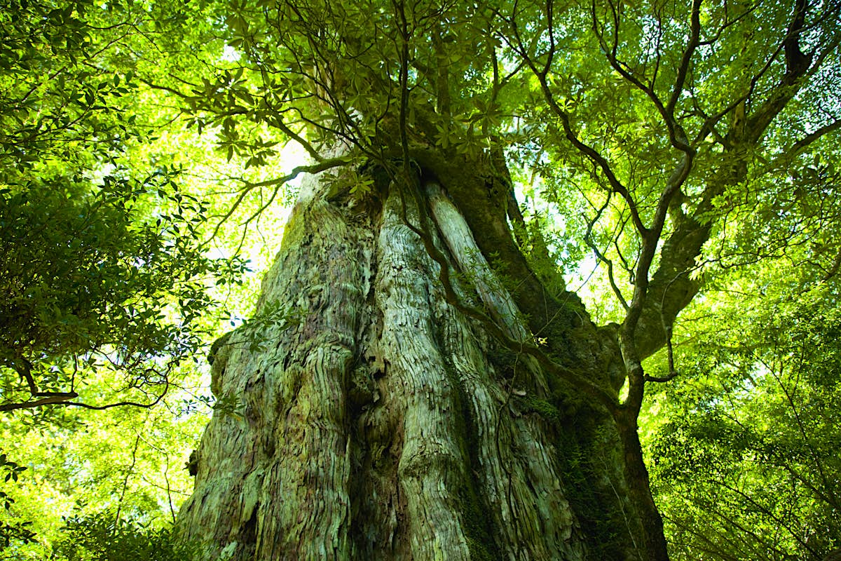 Okinawa The Southwest Islands Travel Japan Lonely Planet Okinawa The Southwest Islands Travel Japan Lonely Planet