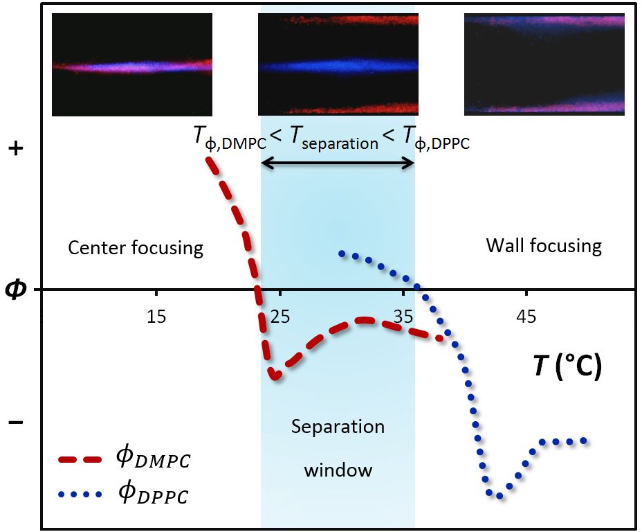 Paper-Based Acoustofluidics: Innovative Separation Techniques Unveiled