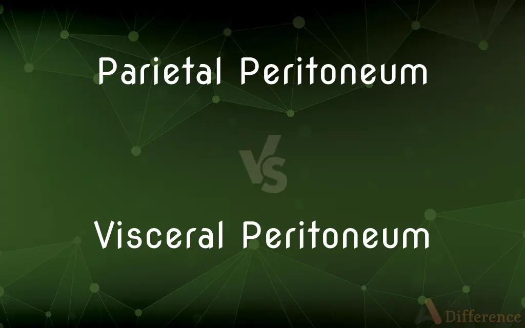 Parietal vs Visceral Peritoneum: Key Differences Explained