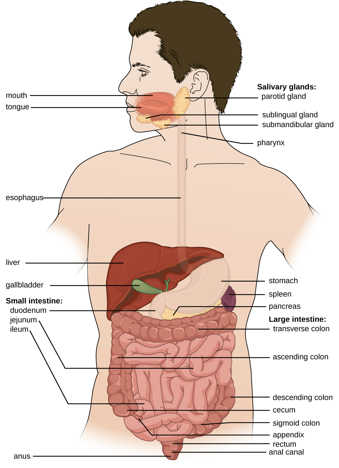 Part 1 Pig Digestive System Diagram Quizlet Part 1 Pig Digestive System Diagram Quizlet