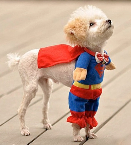 Pet Costumes The Cutest Most Adorable Ideas For Your Pet Pet Costumes The Cutest Most Adorable Ideas For Your Pet
