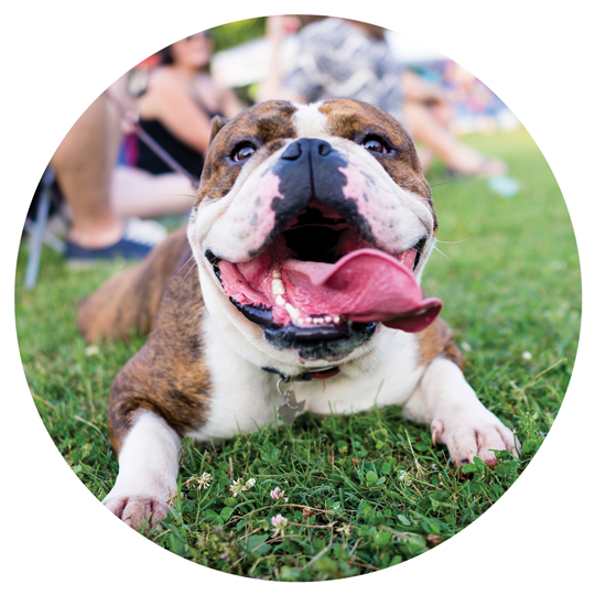 Top Pet-Friendly Hotels in Nacogdoches for Your Stay