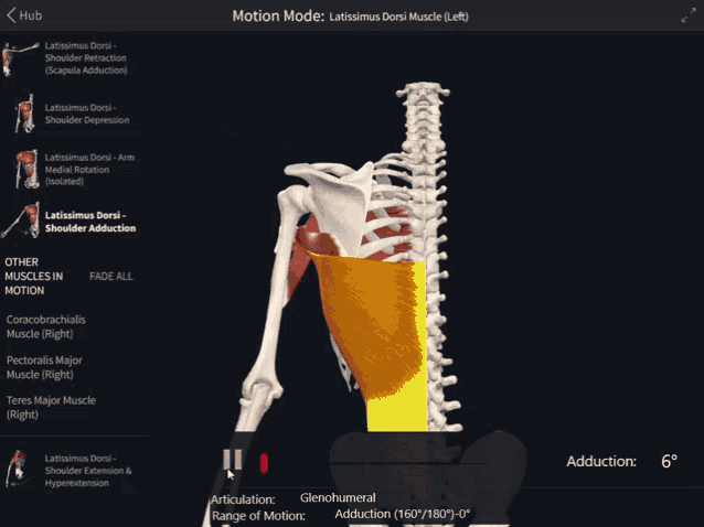 Prime Mover Of Shoulder Adduction Latissimus Dorsi Explained Prime Mover Of Shoulder Adduction Latissimus Dorsi Explained