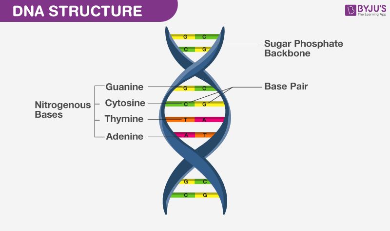 Properties Of Dna Properties Of Dna