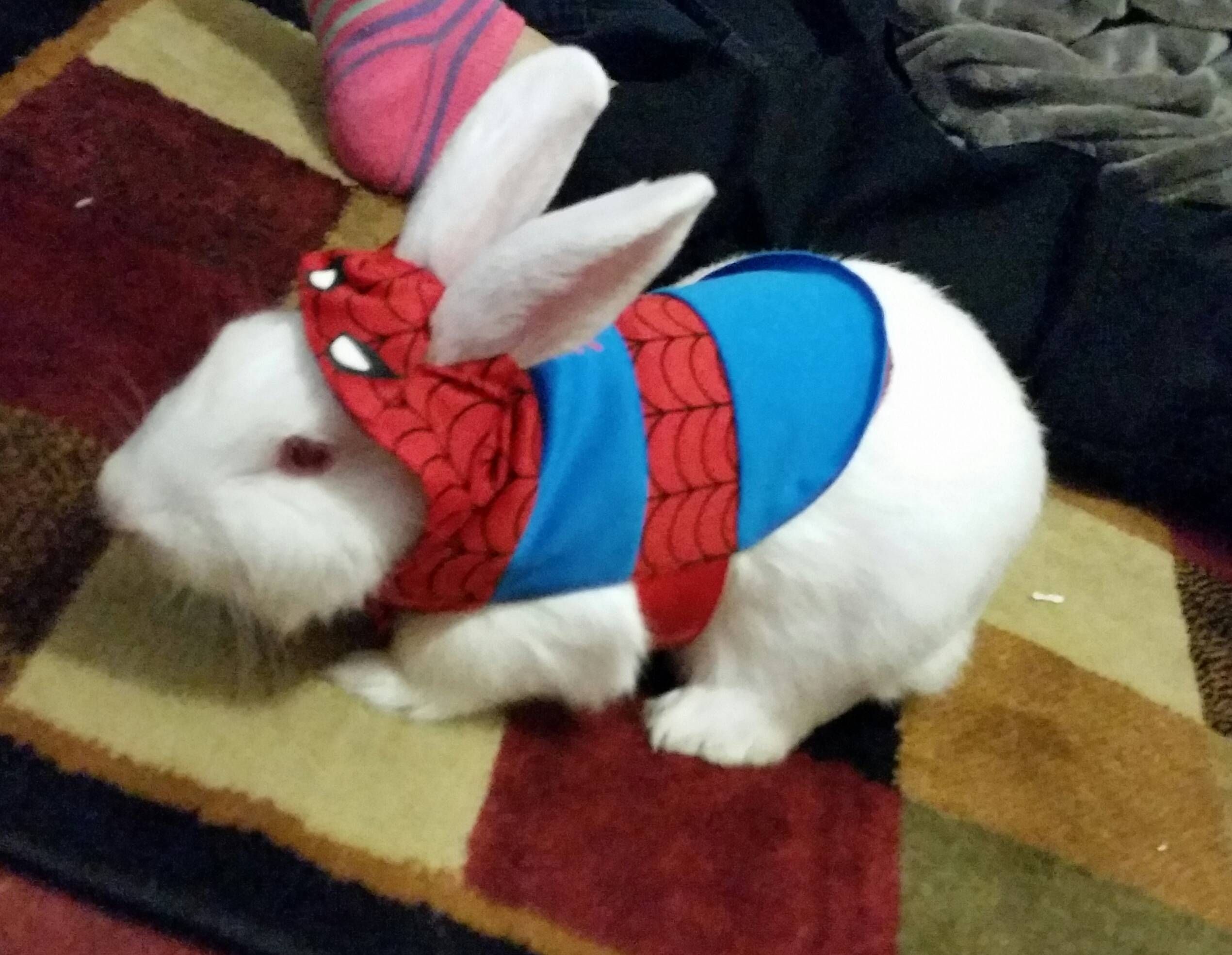 Pumpkin Bunny Pet Costumes Funny Rabbit Pet Rabbit Pumpkin Bunny Pet Costumes Funny Rabbit Pet Rabbit