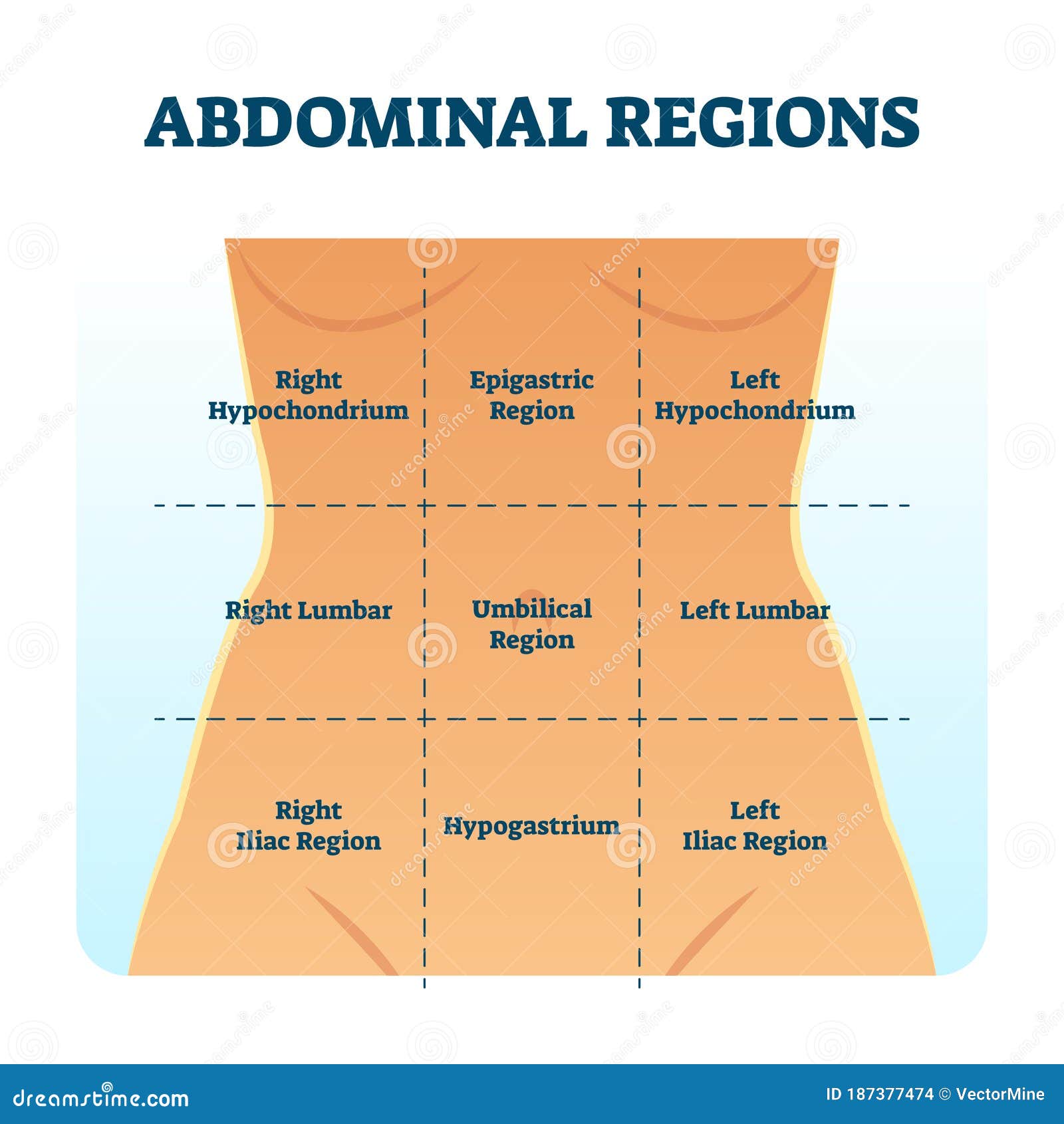 Understanding Body Quadrants: A Quick Guide