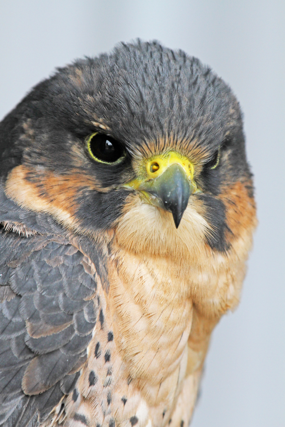 Rare Peregrine Falcons Spotted In Finland S Arctic Eye On The Arctic Rare Peregrine Falcons Spotted In Finland S Arctic Eye On The Arctic