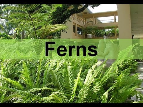 Reproducing Without Seeds The Fascinating Life Cycle Of Seedless Plants Reproducing Without Seeds The Fascinating Life Cycle Of Seedless Plants
