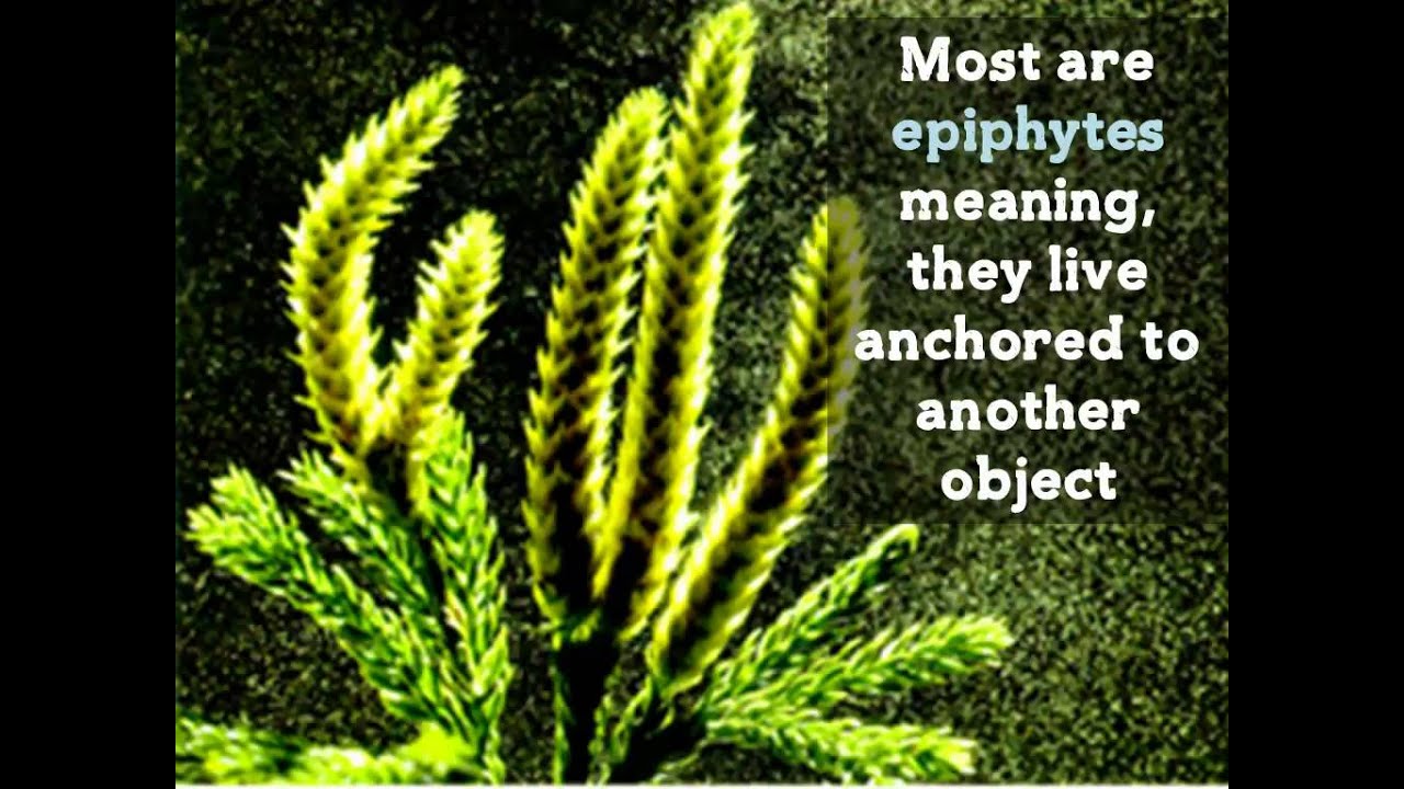 Seedless Vascular Plants Boundless Biology Seedless Vascular Plants Boundless Biology
