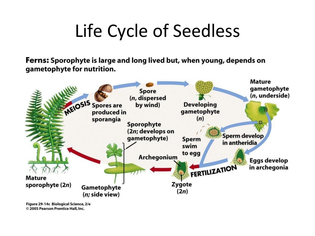 Seedless Vascular Plants Seedless Vascular Plants
