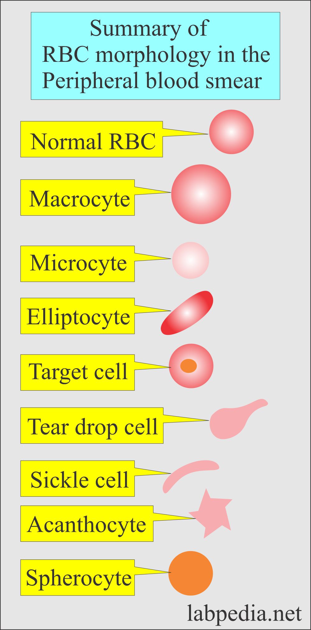 What Is the Size of a Red Blood Cell?